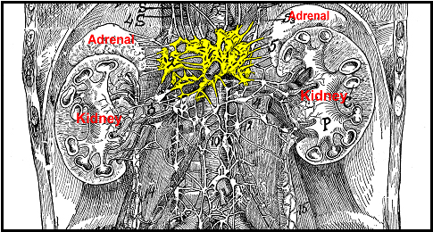 The Abdominal Brain