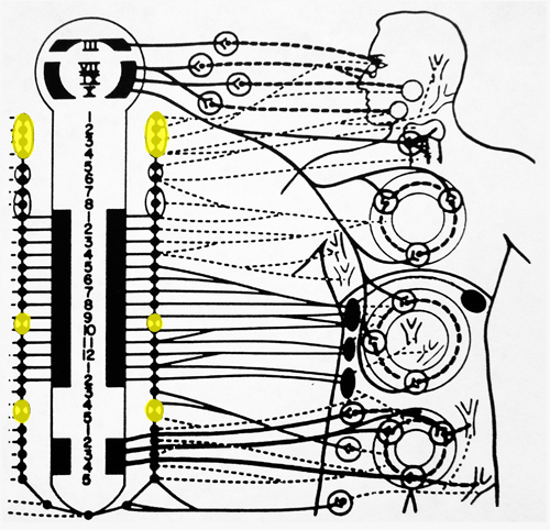 Irvin Korr sympathetic centers