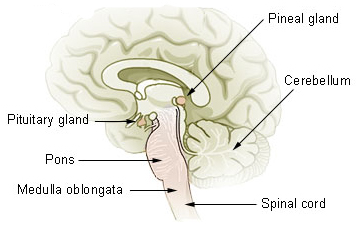 Pineal Gland